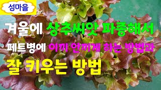 꽃보다상추68                                           겨울에 테이크아웃 컵에 상추씨앗 파종하고  이끼 안끼게 하는 방법과   👉잘키우기