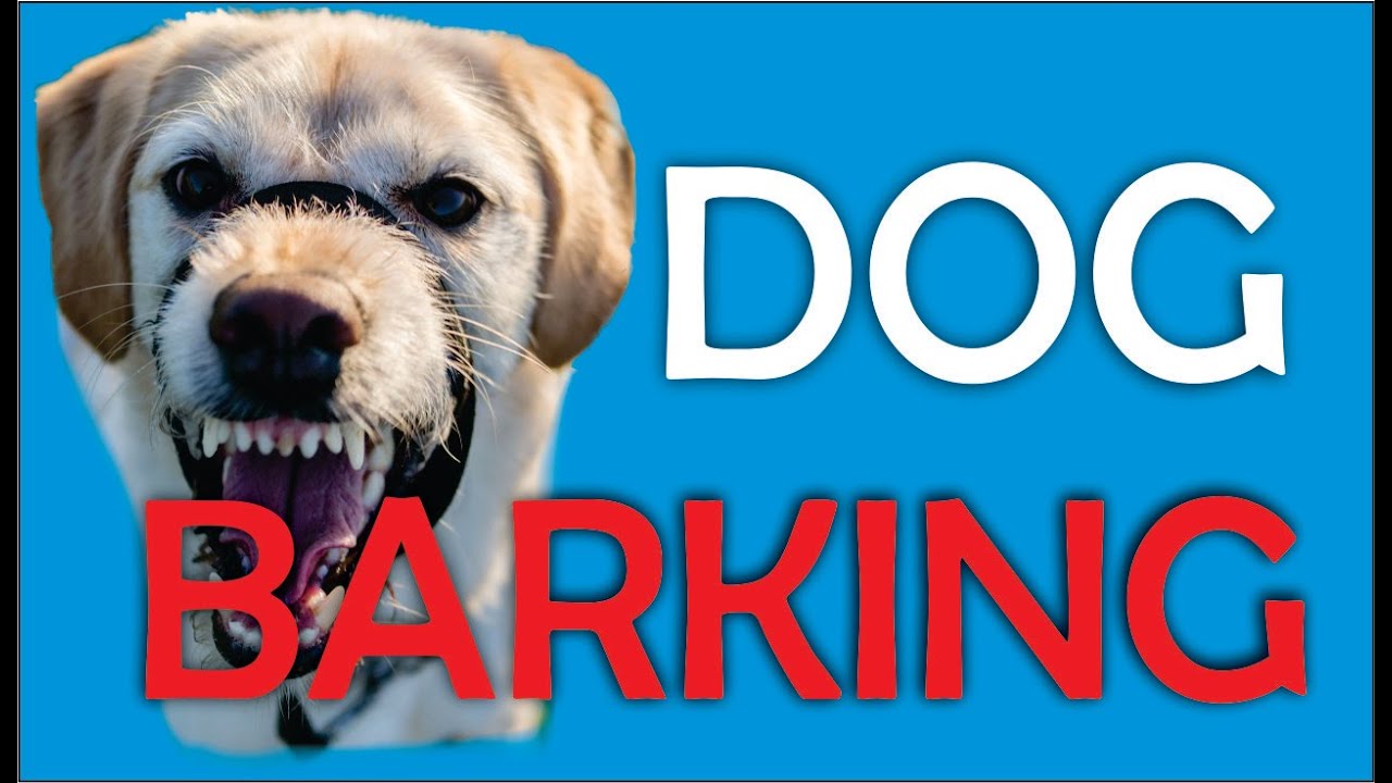 Real Barking Dog Sound Effects, Dog Barking Sound Effect - YouTube