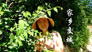 二南回到了家乡山西交城，交城是千年古县，卦山骏枣和妈妈的味道Nann returned to her hometown of Jiaocheng, Shanxi Province