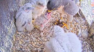 #116🦅Falcon Nest ❻ Slechtvalken Nestkast Onze Lieve Vrouwe Toren Amersfoort