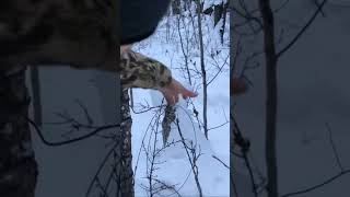 Brushing In A Wolf Snare! #hunting #wolf #snare