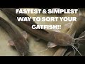 FASTEST AND SIMPLEST WAY TO SORT AND COUNT YOUR FISH 🐠