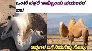 ಒಂಟೆ ಸತ್ತರೆ ಇಷ್ಟೊಂದು ಭಯಂಕರ ನಾ ! WHY DEAD CAMEL IS VERY DANGEROUS @deepinuniverse