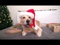 soothe anxiety with christmas music for dog🎅🏻tv for dog to watch u0026 anti anxiety with video for dogs