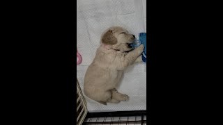 おしゃぶりをくわえたまま寝てしまった天使【ゴールデンレトリバー子犬】#shorts #短い動画