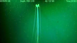 Magnapinna Squid Attack | New ROV Footage 2023 - Deepsea Oddities