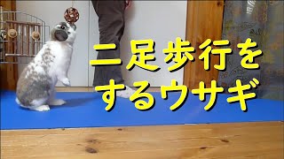 二足歩行をするウサギ