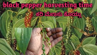 black pepper harvesting time ಕರಿ ಮೆಣಸು ಕೊಯ್ಲು black pepper harvesting working today