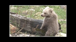 Takhle si užívá jaro čtyřměsíční vzácné medvídě v Zoo Hluboká