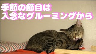 【猫の日常】ウチの猫様、変わり目変わり目は入念なグルーミングを行うし甘えると臭くなる面白猫だった【Vlog】