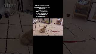 【吠え】興奮をしっかり落とす練習～テレビの犬に吠える場合～