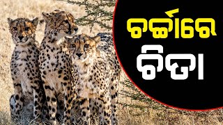 Special Report: Mission Cheetah Reintroduction | କେଉଁଠୁ ଆସିଲା ଭାରତକୁ ଚିତା ବାଘ?