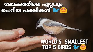 ലോകത്തിലെ ഏറ്റവും ചെറിയ പക്ഷികൾ😍🕊️🐦/WORLD'S SMALLEST TOP 5 BIRDS 🐦🕊️😍