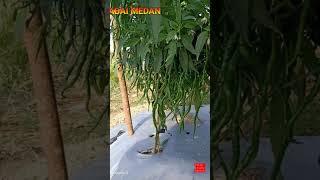 Cabe Paten Lokal Medan Panen Cepat Super Genjah