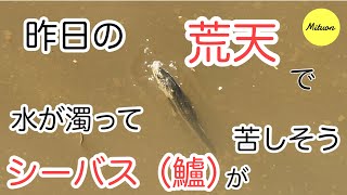 昨日の荒天で水が濁ってシーバス（鱸）70cmくらいが苦しそう　愛知県　蒲郡