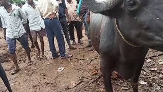 rajarampalli cow market india telangana jagtial velgatoor cherlapally