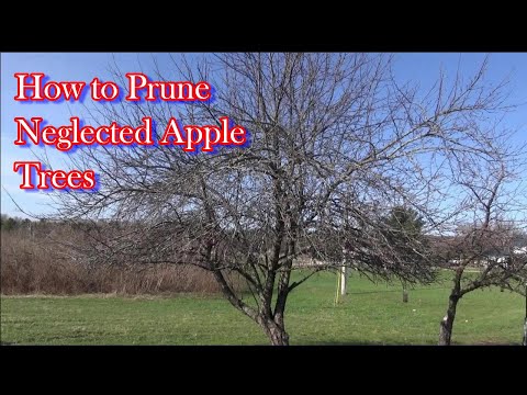 How do you get rid of an old apple tree?