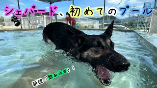 シェパード犬、ドッグランで初めてプールに入ったら新技を覚えました【German Shepherd】 My Dog Acquires A New Way To Swim In The Pool!