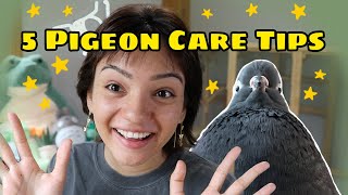 5 Pet Pigeon Care Tips You Might Not Know!