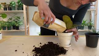 Hybrid Philodendron Repotting