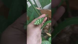 అపార్ట్మెంట్లో చిన్న గార్డెన్ #trendingshorts #ytshorts #ytviralvideo #garden #gardentips