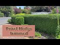 How to Trim a Privet Hedge