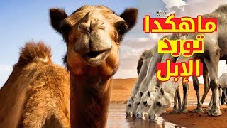 ما هكذا تورد الابل | من أشهر الأمثلة العربية في الجاهلية - قصة النوارة العجيبة مع سعد !