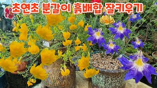 #초연초 #분갈이 #흙배합 잘키우기 물주기 꽃향기야생화