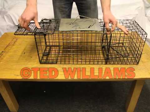 How to catch a rabbit - Setting the trap and triggering the trap How to catch a rabbit - Setting the trap and triggering the trap