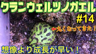 【クランウェルツノガエル】飼育中‼︎ 14 ビックリ成長速度が早い‼︎