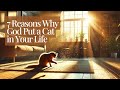 7 Reasons Why God Put a Cat in Your Life