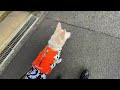 mix犬の”リズちゃん”と”散歩トレーニング”！