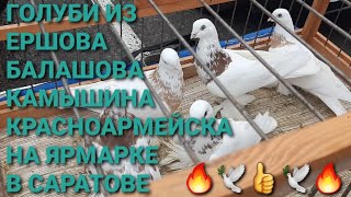 🔥🔥🔥Голуби из Красноармейска, Ершова, Камышина, Балашова на ярмарке в Саратове. Птичий рынок 09.11.24