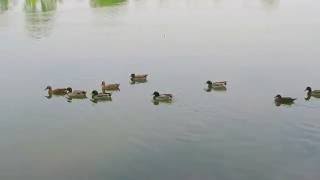 [台南旅遊景點] 天鵝湖環保水上公園，鴨子滑水