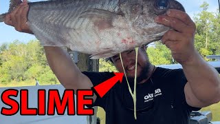 World's NASTIEST but BEST TASTING Fish! {Barrel Fish Catch, Clean, \u0026 Cook}