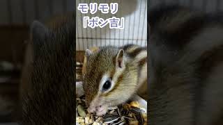 しまりす「ポン吉」元気です！！【ペット】【シマリス】【Chipmunk】【Squirrel】【Kawaii】【Cute】