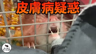 皮膚病疑惑のフェレットたちを動物病院へ連れて行きました。