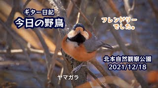 ギター日記　今日の野鳥　・　北本自然観察公園　2021年12月18日