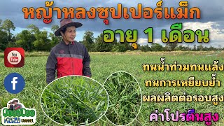 หญ้าหลงซุปเปอร์แม็ก อายุ1เดือน EP.18