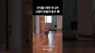 간식을 주다 말았더니 고양이 반응이 너무 귀여움 ㅠㅠ