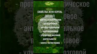 ЛЕКАРСТВЕННЫЕ ТРАВЫ СОСТАВ ХЕМОХИМ АТОМИ БОРОЗДОПЛОДНИК ЖГУН КОРЕНЬ МОННЬЕ #ATOMY #ЗДОРОВЬЕ #shots