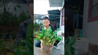 Best grafting dendrobium nobile techniques #plants