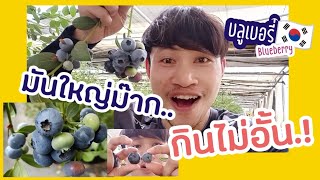 พาทัวร์สวนบลูเบอรี่เกาหลี🇰🇷(Blueberry Farm)ช่วงปลายฤดูเก็บเกี่ยว..เยอะมากกินไม่หวาดไม่ไหว@TABC.