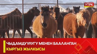 УТРК НАРЫН:ЧЫДАМДУУЛУГУ МЕНЕН БААЛАНГАН КЫРГЫЗ ЖЫЛКЫСЫ