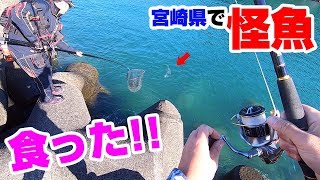 怪魚「オオニベ」が食って視聴者さんとパニックに！