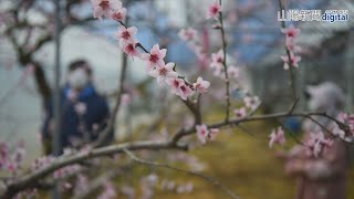 ハウス内は春色 温室桃の花満開　岡山・勝央、授粉作業進む