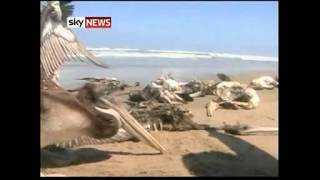 Dead Pelicans Wash Up On Peru Beaches