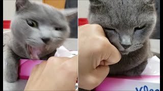 ティッシュ潰しながら咬みついてくる狂暴猫にパーンチ！