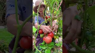 Picking and Enjoying fresh Tomatoes. #fruit #mpfresh #fruitcutting #farming #garden