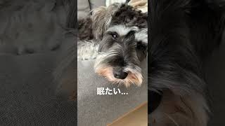 日曜日、眠いけど寝れない犬　#shorts